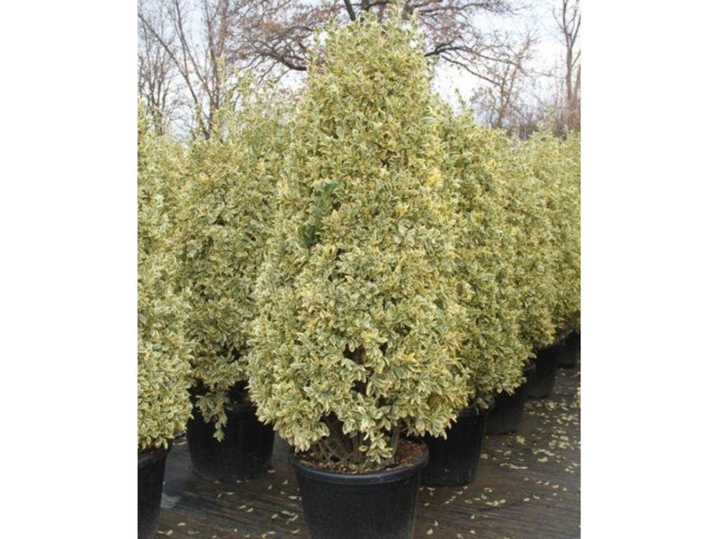 Okrasné kry Bršlen japonský BRAVO 90 130 cm, kont. 20 l(3)