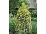 Okrasné kry Bršlen japonský BRAVO 90 130 cm, kont. 20 l(4)