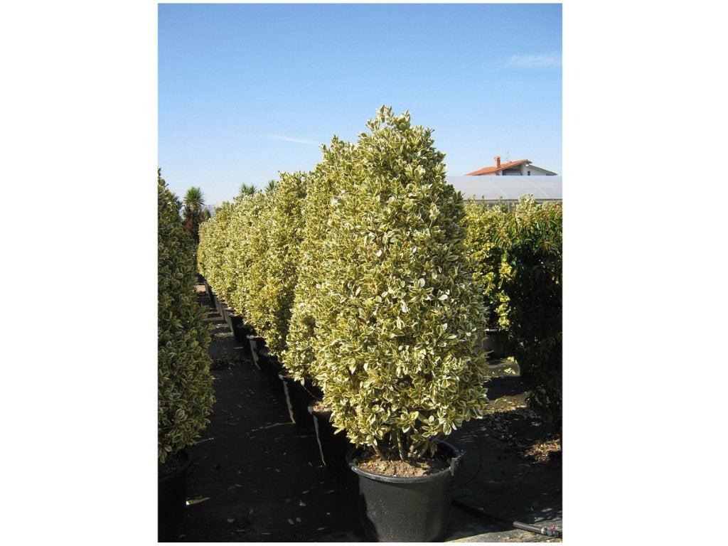 Okrasné kry Bršlen japonský BRAVO 90 130 cm, kont. 20 l(5)