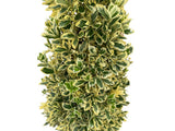 Okrasné kry Bršlen japonský BRAVO 90 130 cm, kont. 20 l(7)