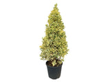 Okrasné kry Bršlen japonský BRAVO 90 130 cm, kont. 20 l(1)