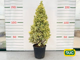 Okrasné kry Bršlen japonský BRAVO 90 130 cm, kont. 20 l(2)