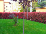 Okrasné kry Červienka fraserová Red Robin 140 170cm(6)