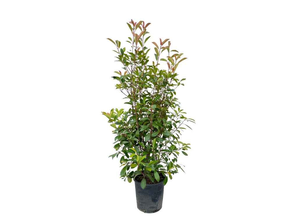 Okrasné kry Červienka fraserová Red Robin 140 170cm(4)