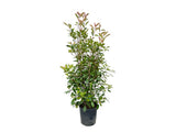Okrasné kry Červienka fraserová Red Robin 140 170cm(4)