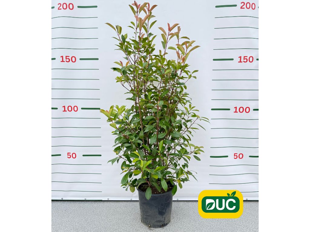 Okrasné kry Červienka fraserová Red Robin 140 170cm(2)