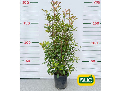 Okrasné kry Červienka fraserová Red Robin 140 170cm(2)