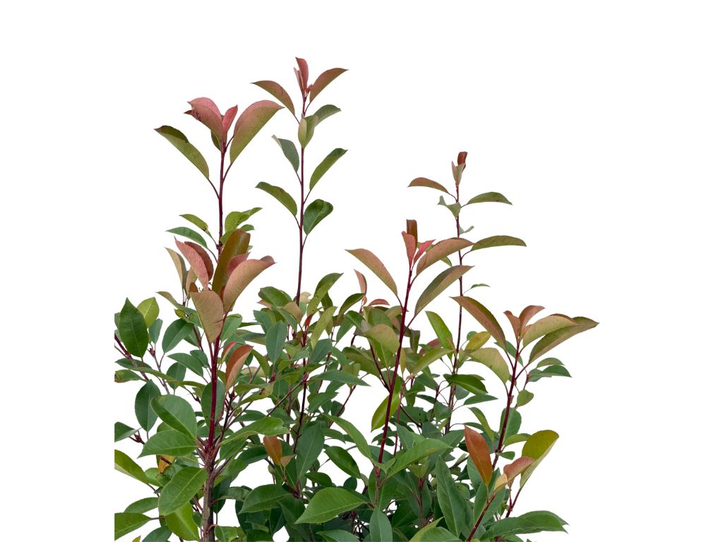 Okrasné kry Červienka fraserová Red Robin 140 170cm(5)
