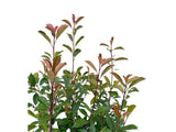 Okrasné kry Červienka fraserová Red Robin 140 170cm(5)