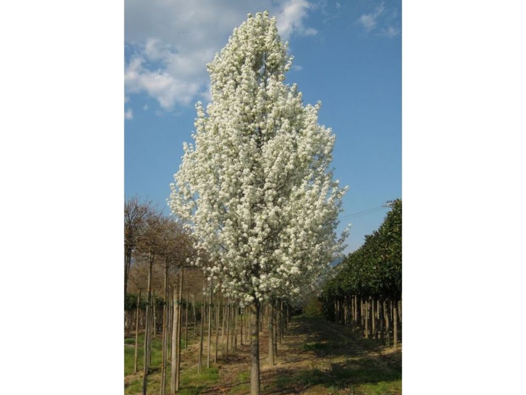 Hrušeň okrasná Chanticleer na kmínku, výška 250–300 cm, květináč 25 l