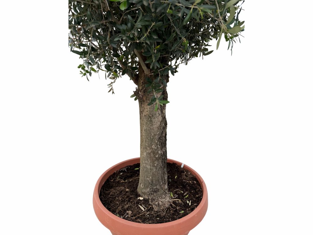 Dreviny na kmienku Olivovník európsky na 50 60cm kmienku(2)