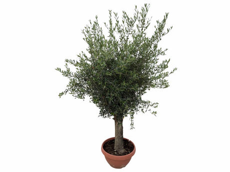Dreviny na kmienku Olivovník európsky na 50 60cm kmienku(1)