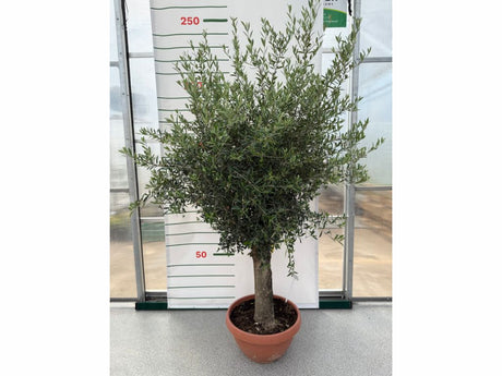 Dreviny na kmienku Olivovník európsky na 50 60cm kmienku
