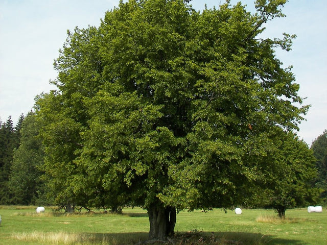 Dreviny na kmienku Hrab obyčajný na kmienku, výška 300 350cm(1)