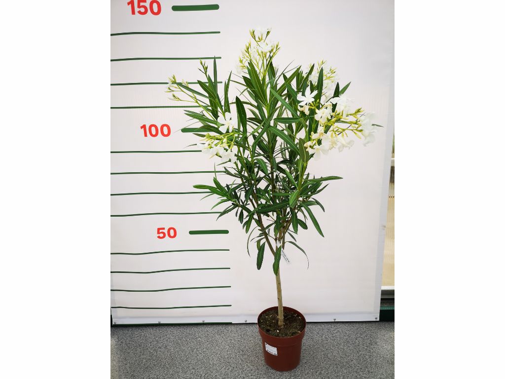 Dreviny na kmienku Oleander biely na kmienku Soeur Agnes(1)