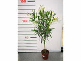 Dreviny na kmienku Oleander biely na kmienku Soeur Agnes(1)