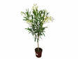 Dreviny na kmienku Oleander biely na kmienku Soeur Agnes