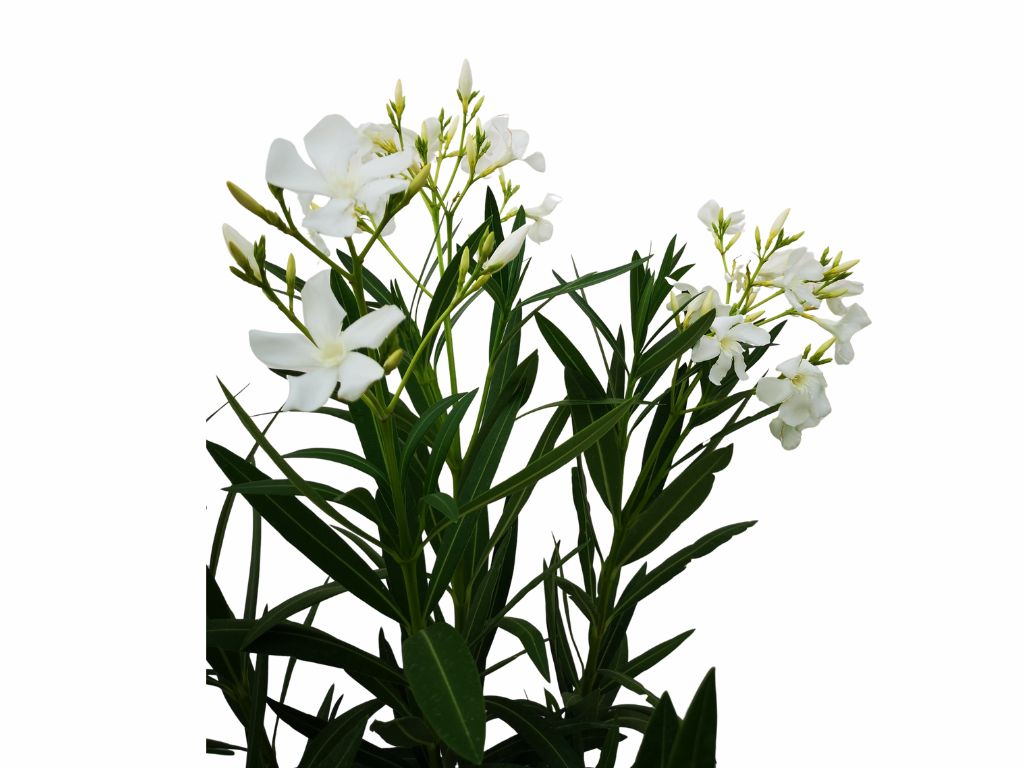 Dreviny na kmienku Oleander biely na kmienku Soeur Agnes(2)