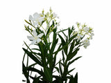Dreviny na kmienku Oleander biely na kmienku Soeur Agnes(2)