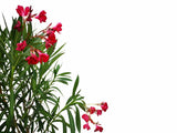 Dreviny na kmienku Oleander červený na kmienku Jannoch(1)