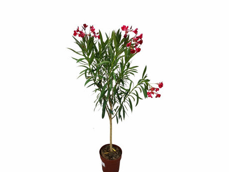 Dreviny na kmienku Oleander červený na kmienku Jannoch