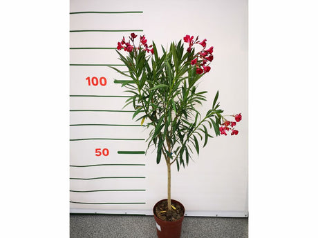 Dreviny na kmienku Oleander červený na kmienku Jannoch(2)
