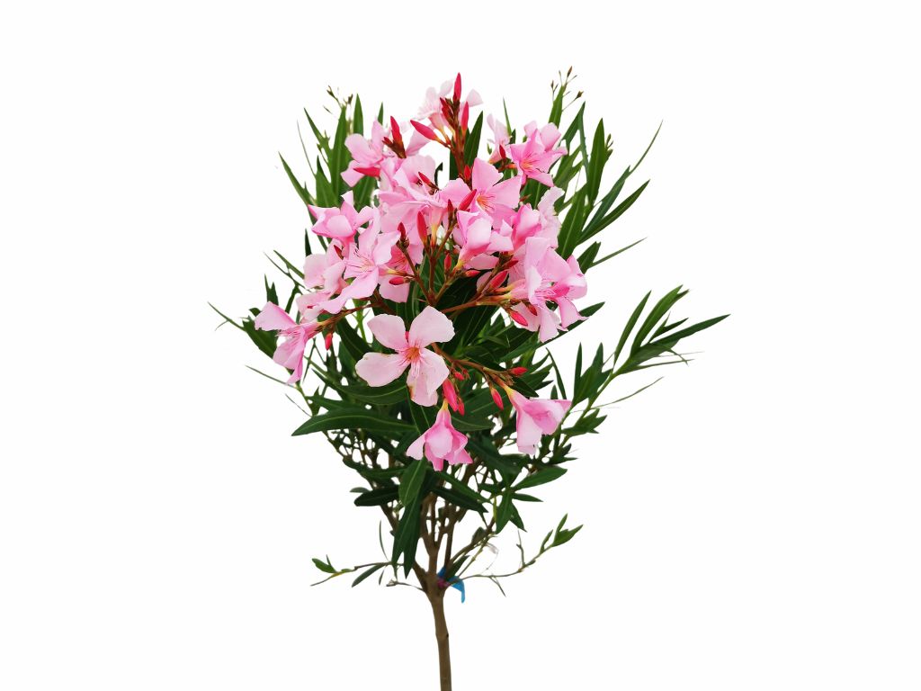 Dreviny na kmienku Oleander ružový na kmienku Magaly(1)