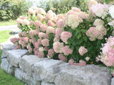 Okrasné kry Hortenzia metlinatá Little Lime 20 40cm(1)