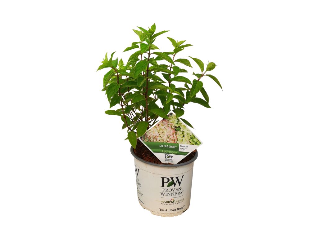 Okrasné kry Hortenzia metlinatá Little Lime 20 40cm(7)