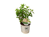 Okrasné kry Hortenzia metlinatá Little Lime 20 40cm(7)