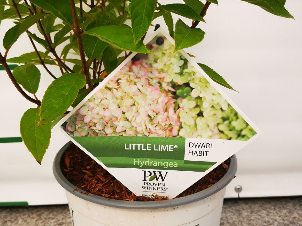 Okrasné kry Hortenzia metlinatá Little Lime 20 40cm(4)