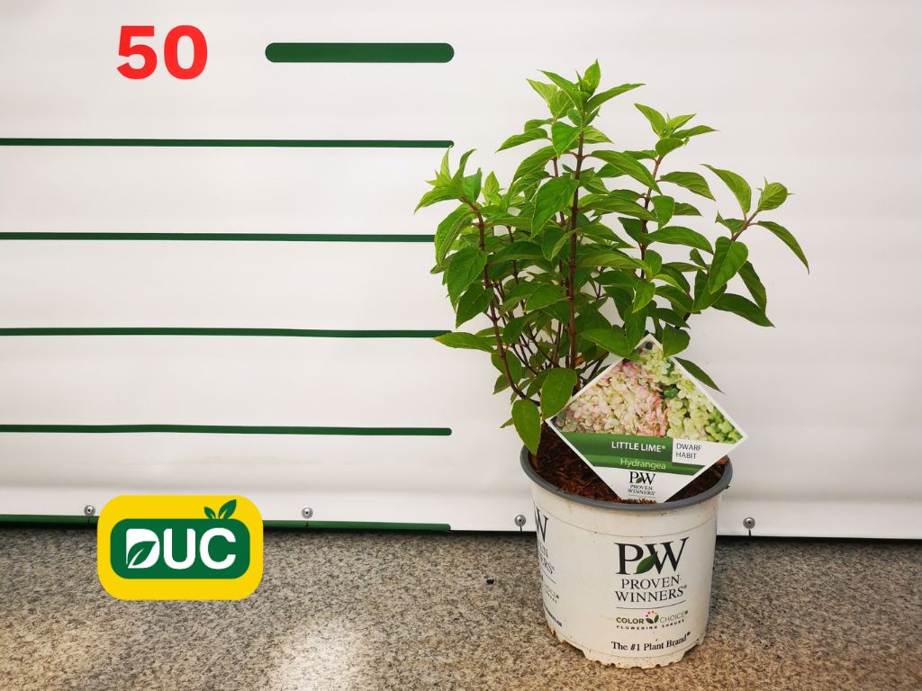 Okrasné kry Hortenzia metlinatá Little Lime 20 40cm(2)