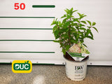 Okrasné kry Hortenzia metlinatá Little Lime 20 40cm(2)