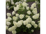 Okrasné kry Hortenzia metlinatá Little Lime 20 40cm(5)