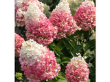 Okrasné kry Hortenzia metlinatá Pinky Winky 20 40cm(5)
