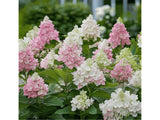 Okrasné kry Hortenzia metlinatá Pinky Winky 20 40cm(7)
