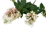 Okrasné kry Hortenzia metlinatá Pinky Winky 20 40cm(9)