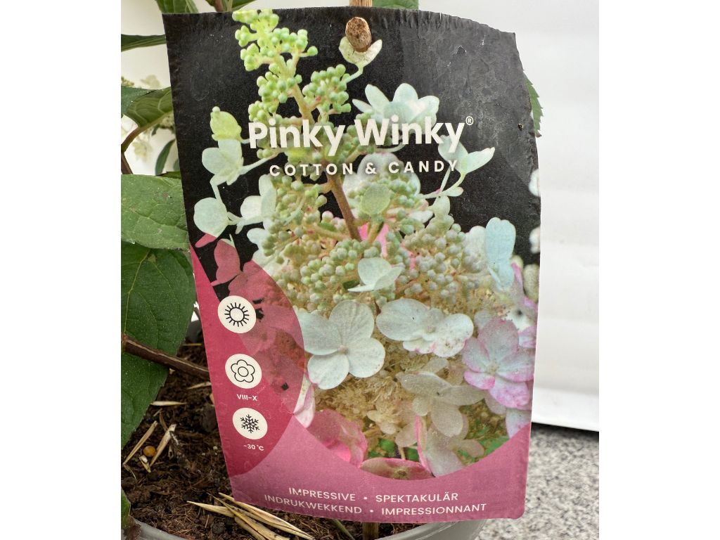 Okrasné kry Hortenzia metlinatá Pinky Winky 20 40cm(4)