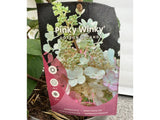Okrasné kry Hortenzia metlinatá Pinky Winky 20 40cm(4)