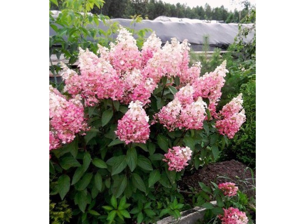 Okrasné kry Hortenzia metlinatá Pinky Winky 20 40cm(6)