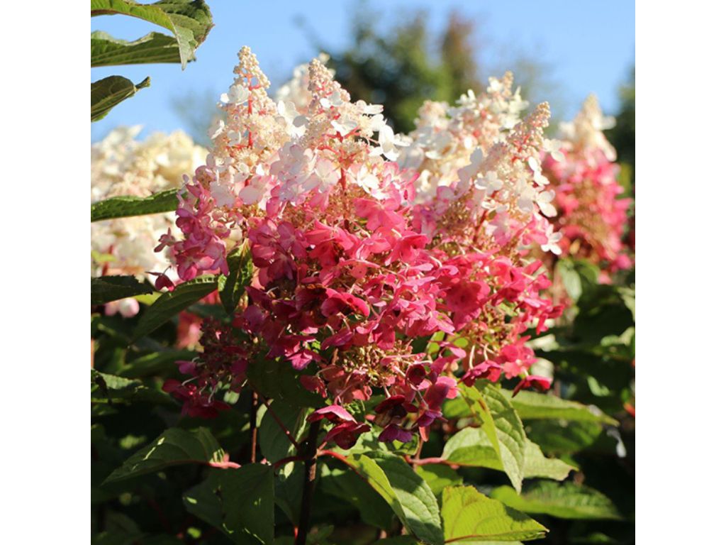 Hortenzia metlinatá Wims Red(2)