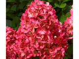 Hortenzia metlinatá Wims Red(3)