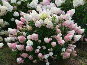 Okrasné kry Hortenzia metlinatá Sundae Fraise 30 40cm(1)