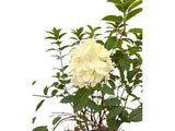Okrasné kry Hortenzia metlinatá Sundae Fraise 30 40cm(6)