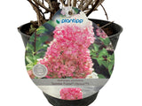 Okrasné kry Hortenzia metlinatá Sundae Fraise 30 40cm(7)