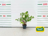 Okrasné kry Hortenzia metlinatá Sundae Fraise 30 40cm(2)