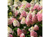 Okrasné kry Hortenzia metlinatá Sundae Fraise 30 40cm(4)