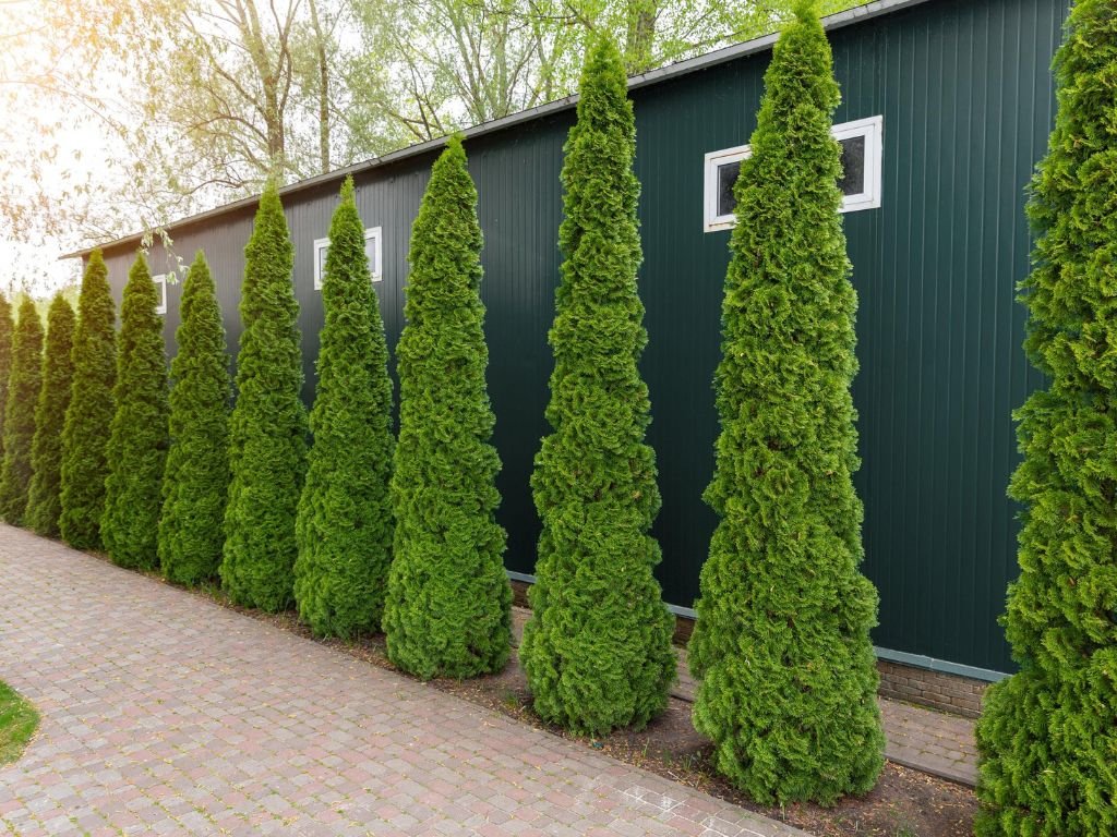 Túje, zerav západní Smaragd, výška 80–110 cm, květináč 5 l