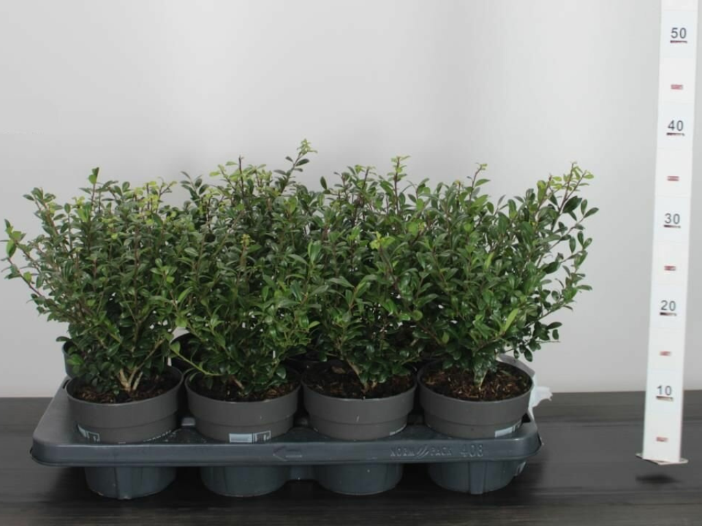 Živý plot cezmína Luxus Hedge(4)