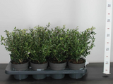 Živý plot cezmína Luxus Hedge(4)